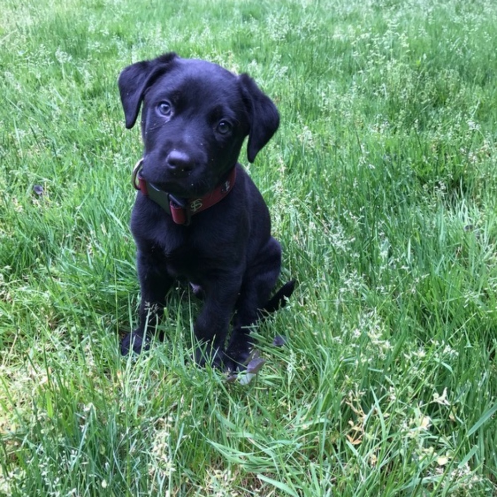 Meet your Posher, Sophia